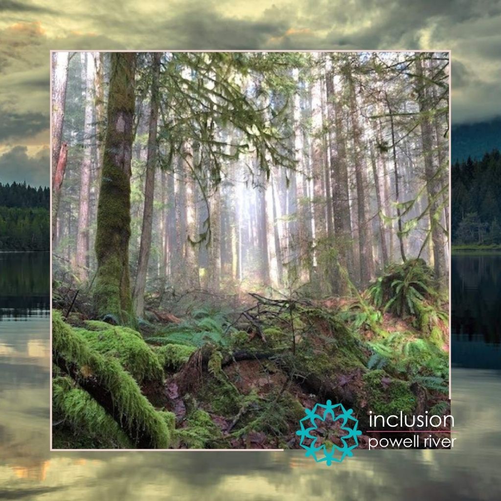 Photo of a mossy, misty forest in qathet region