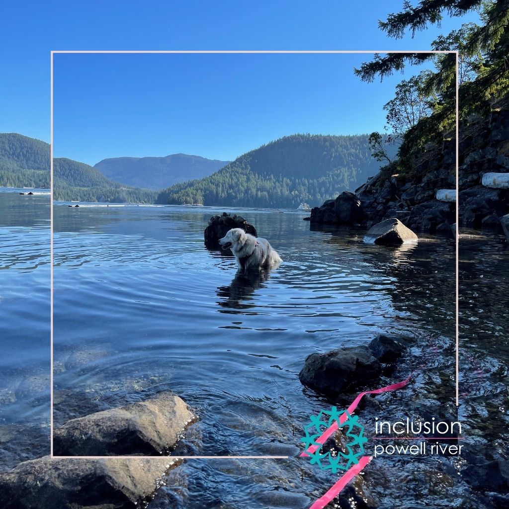 A photo of Mowat Bay Powell River with a white dog wading in the water