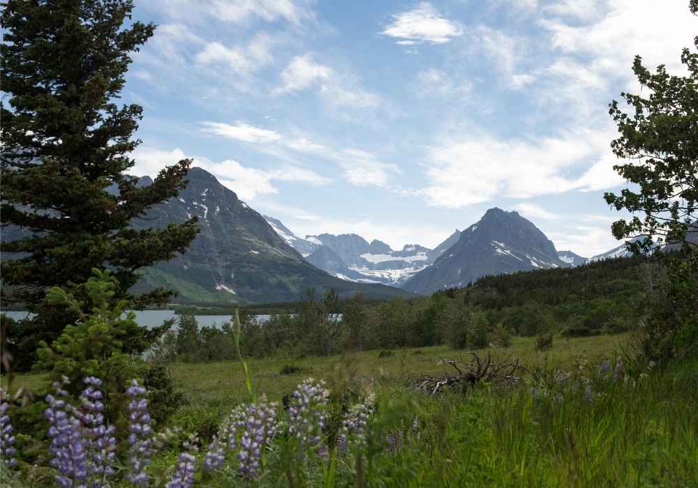 Wildflowers in the foreground with snow-capped mountains in the background